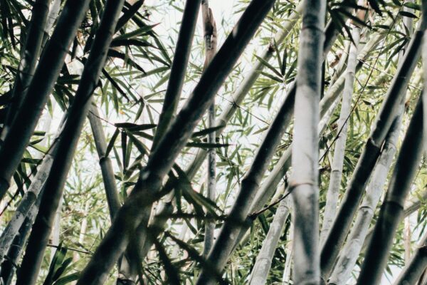 Bambus strømper: Det miljøbevidste valg