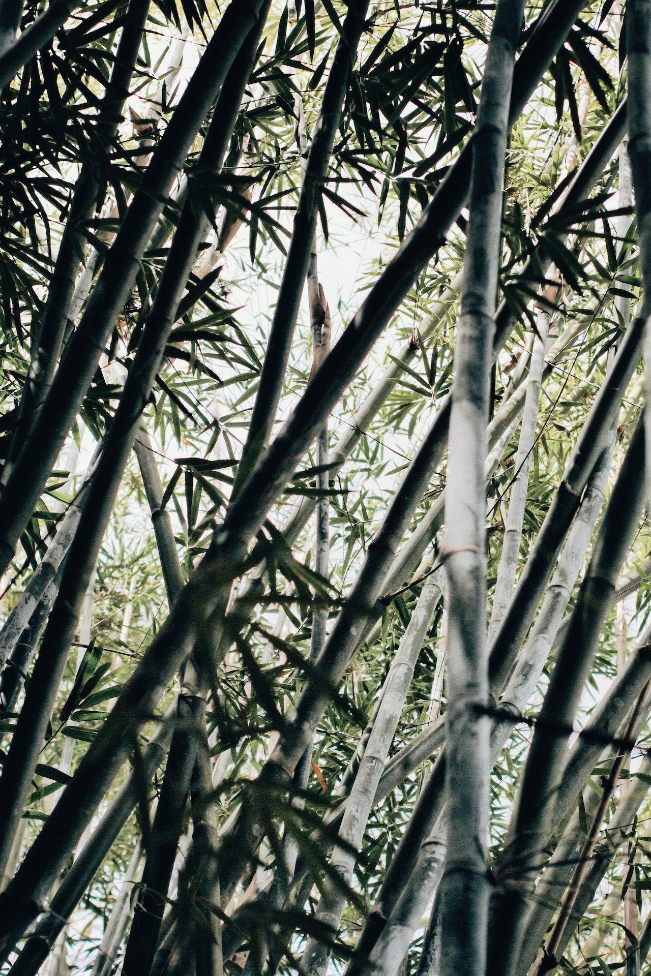 Bambus strømper: Det miljøbevidste valg - Min (F.Bazar)